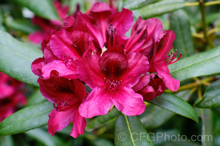 Rhododendron 'Black Sport', bred byAmerican. Ben. Nelson, this hybrid is of uncertain origin but probably has. Rhododendron ponticum in its background. Introduced in 1982, it has a very distinctive flower colour and equally dark foliage