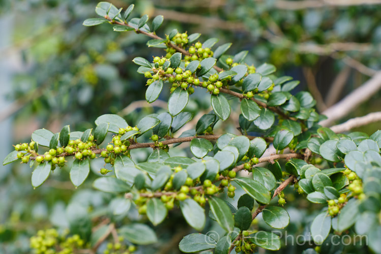 Vanilla. Tree (<i>Azara microphylla</i>) with maturing seed capsules. Although only tiny, the flowers of this evergreen, spring-bloomingChilean and Argentinean tree have a strong vanilla scent that announces their presence well before they can be seen. azara-2391htm'>Azara. <a href='salicaceae-plant-family-photoshtml'>Salicaceae</a>.