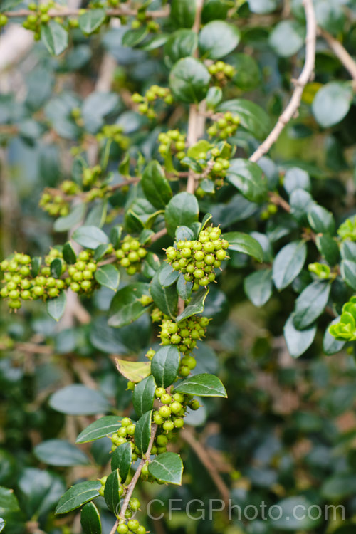 Vanilla. Tree (<i>Azara microphylla</i>) with maturing seed capsules. Although only tiny, the flowers of this evergreen, spring-bloomingChilean and Argentinean tree have a strong vanilla scent that announces their presence well before they can be seen. azara-2391htm'>Azara. <a href='salicaceae-plant-family-photoshtml'>Salicaceae</a>.