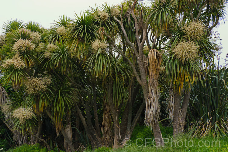 A multi trunked stand of Cabbage Trees (<i>Cordyline australis</i>) in flower. This species is the most common of several similar agave-like perennials endemic to New Zealand Inflorescences of cream flowers open in spring are followed in autumn by similarly coloured berry-like fruit. It is sometimes used as a substitute for palm trees in cool climates and for that reason is sometimes known as Cornish. Palm, though it does not come from Cornwall and is not a palm.