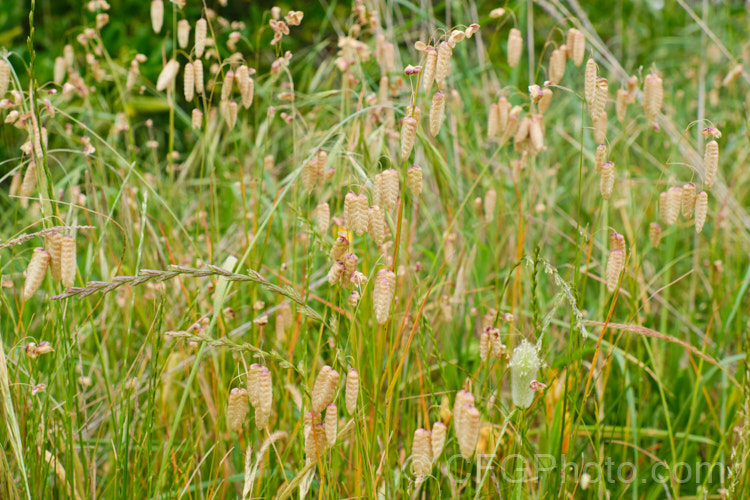 Greater Quaking Grass or Rattlesnake Grass (<i>Briza maxima</i>), an annual grass native to North Africa and Eurasia but now widely naturalised. It can grow to 60cm tall and is often cultivated for its attractive seedpods, the shape of which resembles a rattlesnake's rattle. briza-3665htm'>Briza. .