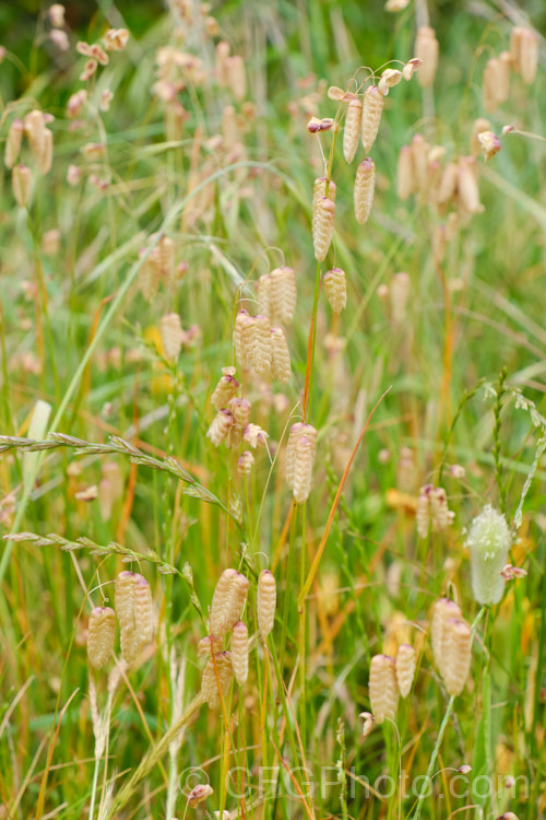 Greater Quaking Grass or Rattlesnake Grass (<i>Briza maxima</i>), an annual grass native to North Africa and Eurasia but now widely naturalised. It can grow to 60cm tall and is often cultivated for its attractive seedpods, the shape of which resembles a rattlesnake's rattle. briza-3665htm'>Briza. .