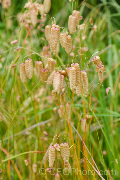 Greater Quaking Grass or Rattlesnake Grass (<i>Briza maxima</i>), an annual grass native to North Africa and Eurasia but now widely naturalised. It can grow to 60cm tall and is often cultivated for its attractive seedpods, the shape of which resembles a rattlesnake's rattle. briza-3665htm'>Briza. .