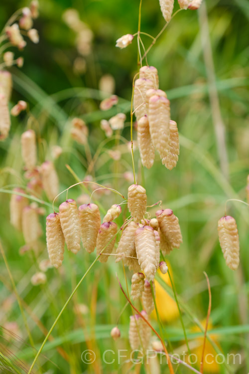 Greater Quaking Grass or Rattlesnake Grass (<i>Briza maxima</i>), an annual grass native to North Africa and Eurasia but now widely naturalised. It can grow to 60cm tall and is often cultivated for its attractive seedpods, the shape of which resembles a rattlesnake's rattle. briza-3665htm'>Briza. .