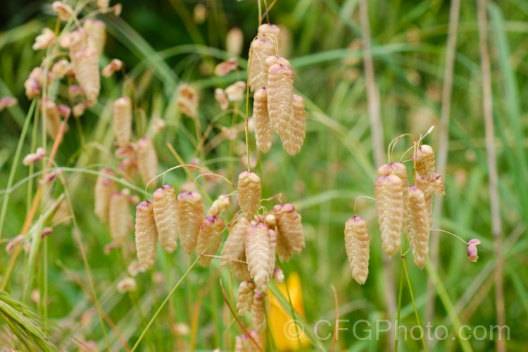 Greater Quaking Grass or Rattlesnake Grass (<i>Briza maxima</i>), an annual grass native to North Africa and Eurasia but now widely naturalised. It can grow to 60cm tall and is often cultivated for its attractive seedpods, the shape of which resembles a rattlesnake's rattle. briza-3665htm'>Briza. .