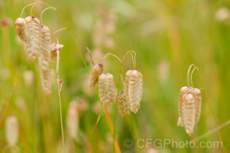 Greater Quaking Grass or Rattlesnake Grass (<i>Briza maxima</i>), an annual grass native to North Africa and Eurasia but now widely naturalised. It can grow to 60cm tall and is often cultivated for its attractive seedpods, the shape of which resembles a rattlesnake's rattle. briza-3665htm'>Briza. .