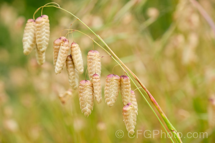 Greater Quaking Grass or Rattlesnake Grass (<i>Briza maxima</i>), an annual grass native to North Africa and Eurasia but now widely naturalised. It can grow to 60cm tall and is often cultivated for its attractive seedpods, the shape of which resembles a rattlesnake's rattle. briza-3665htm'>Briza. .