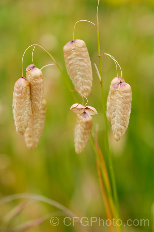 Greater Quaking Grass or Rattlesnake Grass (<i>Briza maxima</i>), an annual grass native to North Africa and Eurasia but now widely naturalised. It can grow to 60cm tall and is often cultivated for its attractive seedpods, the shape of which resembles a rattlesnake's rattle. briza-3665htm'>Briza. .