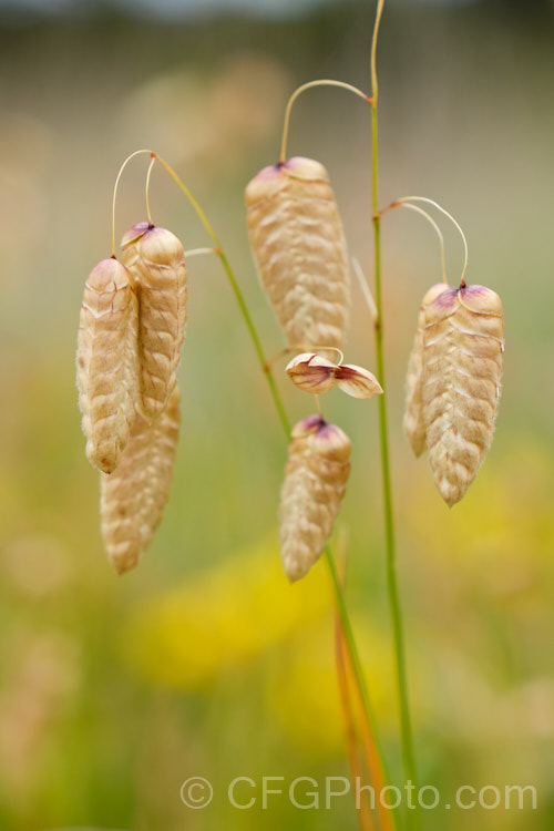 Greater Quaking Grass or Rattlesnake Grass (<i>Briza maxima</i>), an annual grass native to North Africa and Eurasia but now widely naturalised. It can grow to 60cm tall and is often cultivated for its attractive seedpods, the shape of which resembles a rattlesnake's rattle. briza-3665htm'>Briza. .