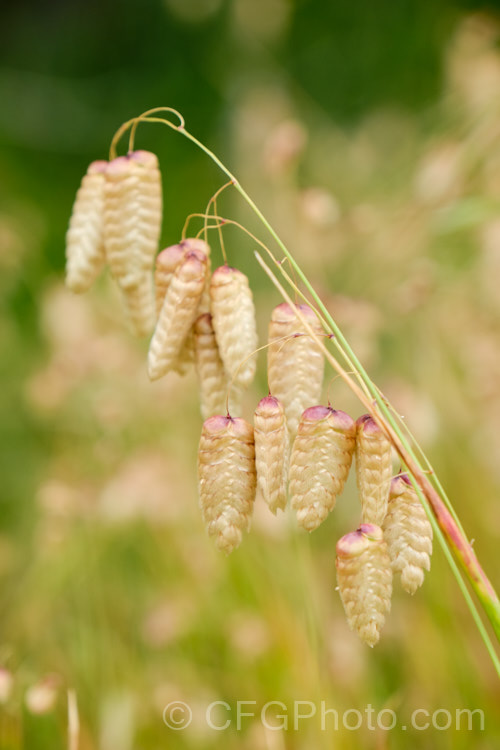 Greater Quaking Grass or Rattlesnake Grass (<i>Briza maxima</i>), an annual grass native to North Africa and Eurasia but now widely naturalised. It can grow to 60cm tall and is often cultivated for its attractive seedpods, the shape of which resembles a rattlesnake's rattle. briza-3665htm'>Briza. .