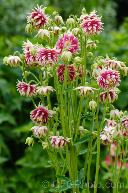 Aquilegia vulgaris 'Nora. Barlow' (aka the rose columbine</i>), a very distinctive double-flowered form of Granny's Bonnet that has been in cultivation since the 17th century. Do not confuse this plant with Barlow. Nora, one of the Barlow series of bedding aquilegias by Kieft. Seeds. Order: Ranunculales, Family: Ranunculaceae