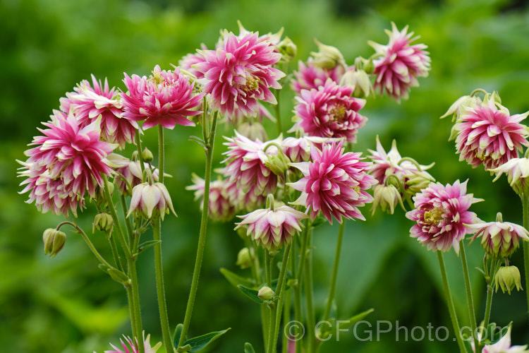 Aquilegia vulgaris 'Nora. Barlow' (aka the rose columbine</i>), a very distinctive double-flowered form of Granny's Bonnet that has been in cultivation since the 17th century. Do not confuse this plant with Barlow. Nora, one of the Barlow series of bedding aquilegias by Kieft. Seeds. Order: Ranunculales, Family: Ranunculaceae