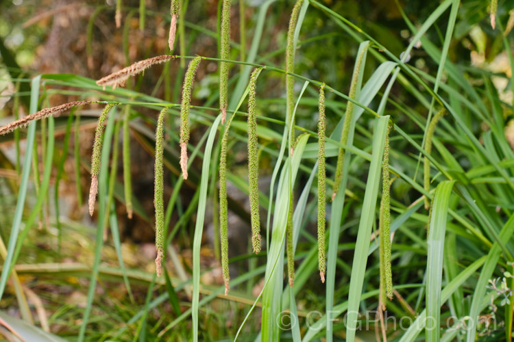 Pendulous Sedge or Weeping Sedge (<i>Carex pendula</i>), a spring-flowering sedge with distinctive hanging inflorescences and seedheads. It occurs naturally from northern Europe to North Africa, the Balearic Islands and the Azores. Order: Poales, Family: Cyperaceae