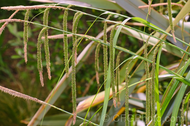 Pendulous Sedge or Weeping Sedge (<i>Carex pendula</i>), a spring-flowering sedge with distinctive hanging inflorescences and seedheads. It occurs naturally from northern Europe to North Africa, the Balearic Islands and the Azores. Order: Poales, Family: Cyperaceae