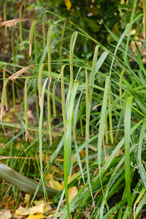 Pendulous Sedge or Weeping Sedge (<i>Carex pendula</i>), a spring-flowering sedge with distinctive hanging inflorescences and seedheads. It occurs naturally from northern Europe to North Africa, the Balearic Islands and the Azores. Order: Poales, Family: Cyperaceae