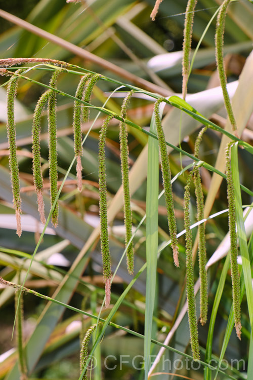 Pendulous Sedge or Weeping Sedge (<i>Carex pendula</i>), a spring-flowering sedge with distinctive hanging inflorescences and seedheads. It occurs naturally from northern Europe to North Africa, the Balearic Islands and the Azores. Order: Poales, Family: Cyperaceae