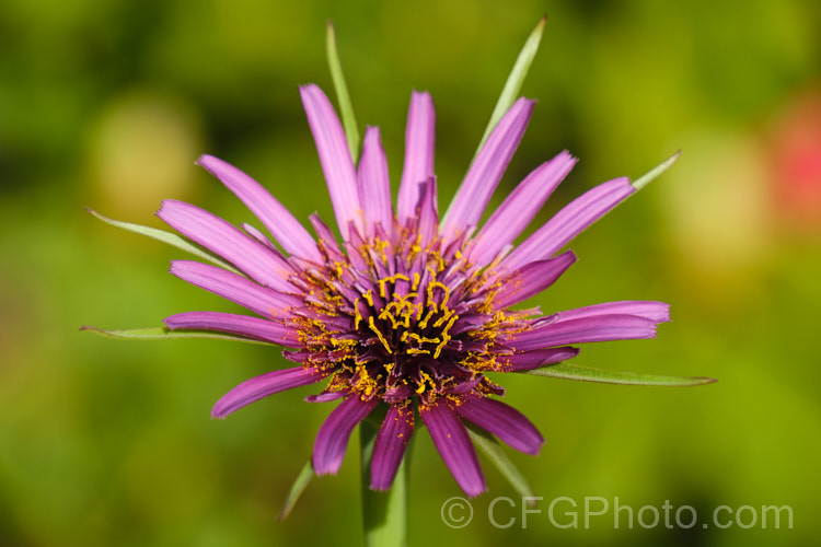 Salsify or Vegetable Oyster (<i>Tragopogon porrifolius</i>), a Mediterranean biennial sometimes grown for its edible parsnip-like root. The flowers open in the morning and close by midday. tragopogon-3364htm'>Tragopogon.