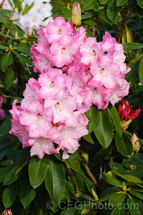 Rhododendron 'Lem's Monarch' ('Anna' x 'Marinus. Koster'), this medium to large bush was raised by Lem of the United States and blooms prolifically, with lush foliage and huge trusses of large, beautifully marked flowers