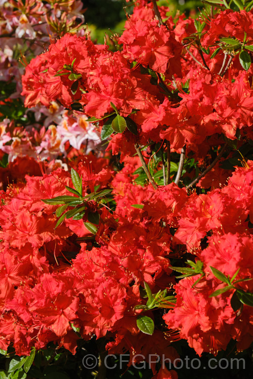 Rhododendron (deciduous azalea</i>) 'Dorothy Corston', a Knap. Hill azalea that was introduced in 1967. It grows to around 3m high x 4m wide