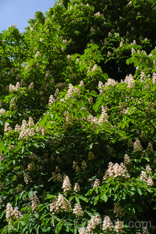 Horse Chestnut (<i>Aesculus hippocastanum</i>), a 15-25m tall tree from Greece, Albania and Bulgaria. The spring-borne flowers develop into spiky fruiting bodies, each containing two or three hard nuts. Order Sapindales, Family: Sapindaceae