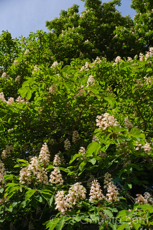 Horse Chestnut (<i>Aesculus hippocastanum</i>), a 15-25m tall tree from Greece, Albania and Bulgaria. The spring-borne flowers develop into spiky fruiting bodies, each containing two or three hard nuts. Order Sapindales, Family: Sapindaceae