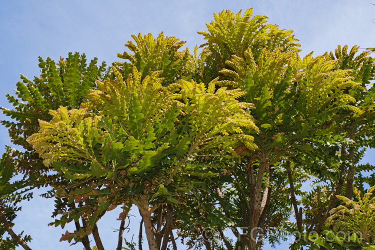 Giant Banksia or Bull. Banksia (<i>Banksia grandis</i>) with lush spring foliage. This small evergreen tree, up to 8m tall, native to southwestern Australia. The deeply cut foliage is a distinctive feature and is incised to the midrib. Order: Proteales, Family: Proteaceae