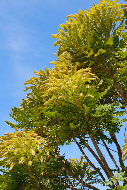 Giant Banksia or Bull. Banksia (<i>Banksia grandis</i>) with lush spring foliage. This small evergreen tree, up to 8m tall, native to southwestern Australia. The deeply cut foliage is a distinctive feature and is incised to the midrib. Order: Proteales, Family: Proteaceae