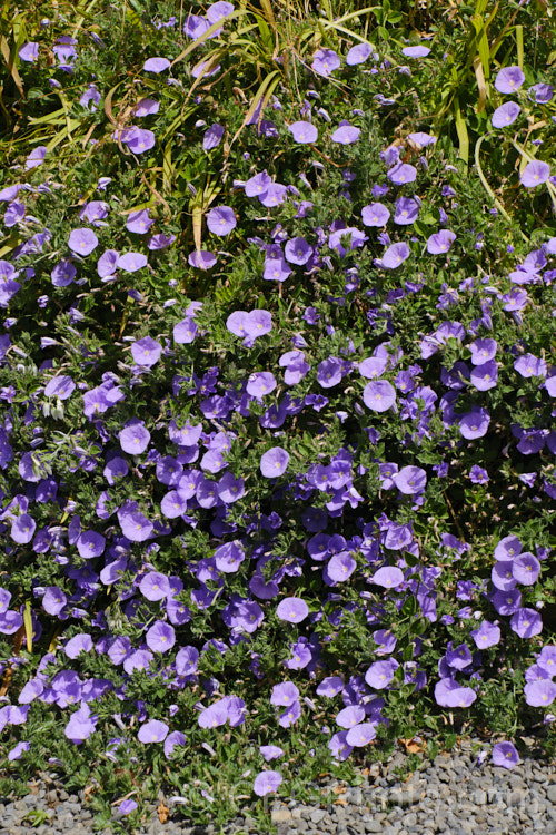 Convolvulus sabatius (syn. Convolvulus mauritanicus</i>), a spreading, summer-flowering groundcover from Italy and northern Africa. It can be used in gardens to cover low banks or spill over walls. Order: Solanales, Family: Convolvulaceae