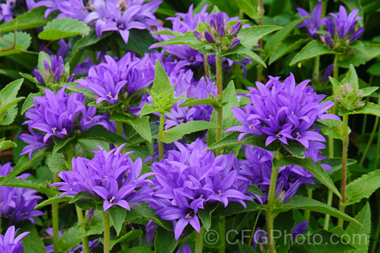 Clustered Bellflower (<i>Campanula glomerata</i>), a spring- and early summer-flowering perennial found from Europe to temperate Asia. Order: Asterales, Family: Campanulaceae