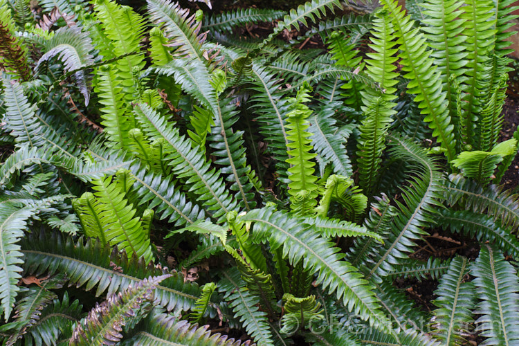 Blechnum durum, a small, leathery-leafed fern found in the coastal forests of higher rainfall areas of southwestern New Zealand, including Stewart Island