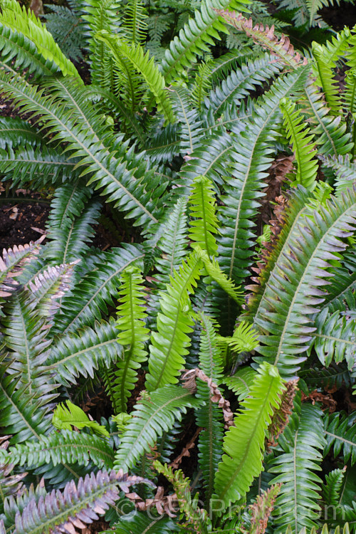 Blechnum durum, a small, leathery-leafed fern found in the coastal forests of higher rainfall areas of southwestern New Zealand, including Stewart Island