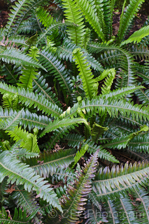 Blechnum durum, a small, leathery-leafed fern found in the coastal forests of higher rainfall areas of southwestern New Zealand, including Stewart Island