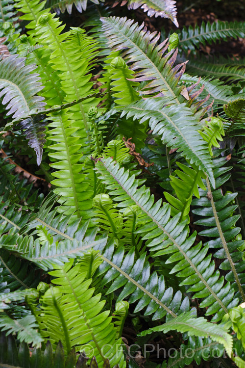 Blechnum durum, a small, leathery-leafed fern found in the coastal forests of higher rainfall areas of southwestern New Zealand, including Stewart Island