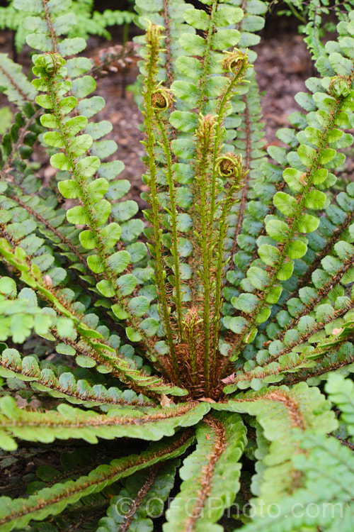 Kiwakiwa (<i>Blechnum fluviatile</i>), a spreading, rhizomatous fern with narrow fronds and distinctive wiry, dark brown fertile fronds. It may develop a short trunk with great age. Native to New Zealand and southeastern Australia, including Tasmania