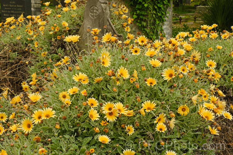 Hybrid African Daisies (<i>Arctotis x hybrida [Arctotis venusta x Arctotis fastuosa]) growing in a neglected cemetery. This is just one of the many colour forms of these hybrids between two spring- to summer-flowering, evergreen. South African perennials. Order: Asterales, Family: Asteraceae