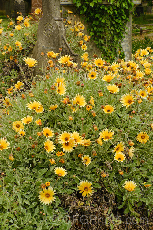 Hybrid African Daisies (<i>Arctotis x hybrida [Arctotis venusta x Arctotis fastuosa]) growing in a neglected cemetery. This is just one of the many colour forms of these hybrids between two spring- to summer-flowering, evergreen. South African perennials. Order: Asterales, Family: Asteraceae