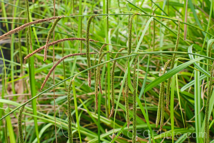 Pendulous Sedge or Weeping Sedge (<i>Carex pendula</i>), a spring-flowering sedge with distinctive hanging inflorescences and seedheads. It occurs naturally from northern Europe to North Africa, the Balearic Islands and the Azores. Order: Poales, Family: Cyperaceae