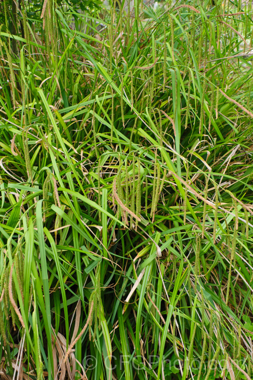 Pendulous Sedge or Weeping Sedge (<i>Carex pendula</i>), a spring-flowering sedge with distinctive hanging inflorescences and seedheads. It occurs naturally from northern Europe to North Africa, the Balearic Islands and the Azores. Order: Poales, Family: Cyperaceae