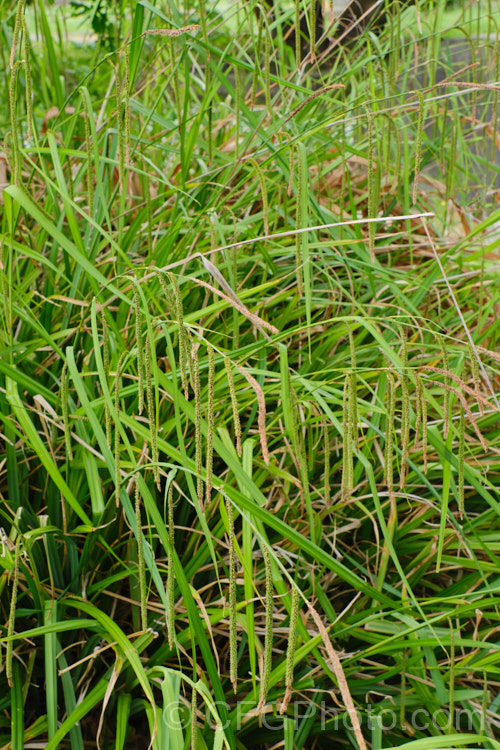 Pendulous Sedge or Weeping Sedge (<i>Carex pendula</i>), a spring-flowering sedge with distinctive hanging inflorescences and seedheads. It occurs naturally from northern Europe to North Africa, the Balearic Islands and the Azores. Order: Poales, Family: Cyperaceae