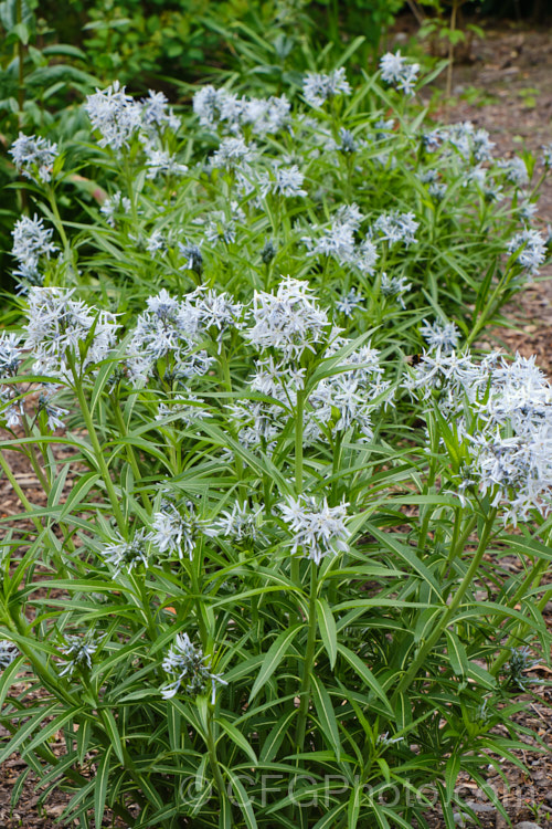 Eastern Bluestar (<i>Amsonia tabernaemontana</i>), a 1m tall, multi-stemmed, clump-forming perennial native to the south-eastern United States. It flowers from late spring. Order: Gentianales, Family: Apocynaceae