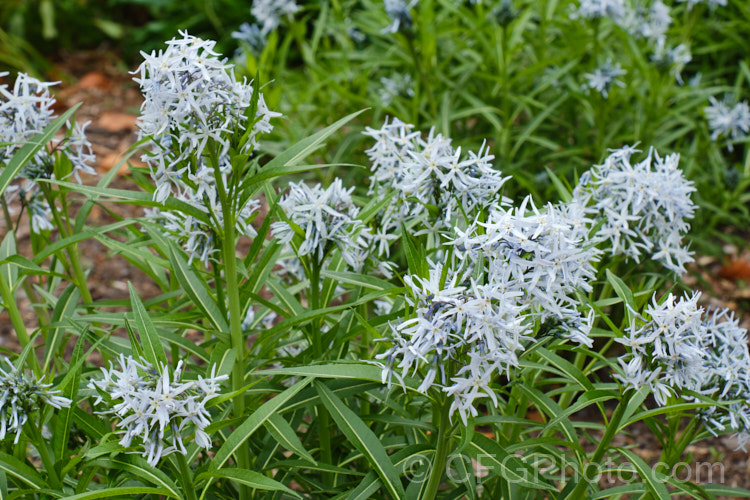 Eastern Bluestar (<i>Amsonia tabernaemontana</i>), a 1m tall, multi-stemmed, clump-forming perennial native to the south-eastern United States. It flowers from late spring. Order: Gentianales, Family: Apocynaceae