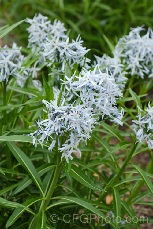 Eastern Bluestar (<i>Amsonia tabernaemontana</i>), a 1m tall, multi-stemmed, clump-forming perennial native to the south-eastern United States. It flowers from late spring. Order: Gentianales, Family: Apocynaceae