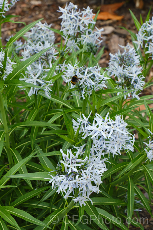 Eastern Bluestar (<i>Amsonia tabernaemontana</i>), a 1m tall, multi-stemmed, clump-forming perennial native to the south-eastern United States. It flowers from late spring. Order: Gentianales, Family: Apocynaceae