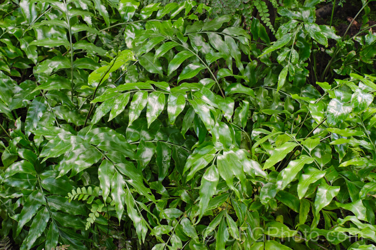 Shining Spleenwort or Huruhuru. Whenua (<i>Asplenium oblongifolium</i>), a very distinctive glossy-leafed New Zealand fern with 1m long fronds. Its spreads to form a clump well over 1m wide. asplenium-2279htm'>Asplenium. <a href='aspleniaceae-plant-family-photoshtml'>Aspleniaceae</a>.