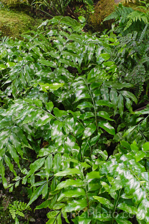 Shining Spleenwort or Huruhuru. Whenua (<i>Asplenium oblongifolium</i>), a very distinctive glossy-leafed New Zealand fern with 1m long fronds. Its spreads to form a clump well over 1m wide. asplenium-2279htm'>Asplenium. <a href='aspleniaceae-plant-family-photoshtml'>Aspleniaceae</a>.