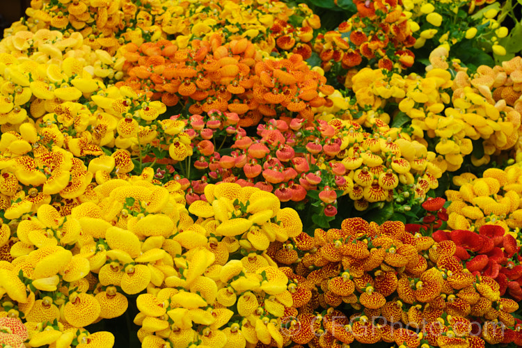 Herbeohybrida Calceolaria: these hybrids (<i>Calceolaria crenatiflora x C corymbosa x C cana</i>) are usually used as winter greenhouse plants or summer bedders.