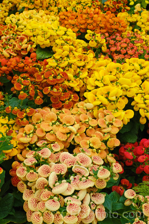 Herbeohybrida Calceolaria: these hybrids (<i>Calceolaria crenatiflora x C corymbosa x C cana</i>) are usually used as winter greenhouse plants or summer bedders.