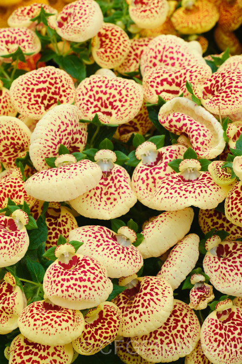 Herbeohybrida Calceolaria: these hybrids (<i>Calceolaria crenatiflora x C corymbosa x C cana</i>) are usually used as winter greenhouse plants or summer bedders.