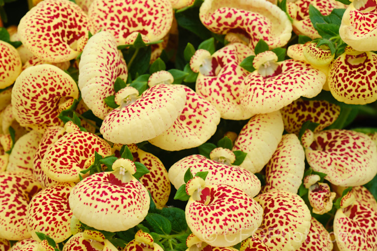 Herbeohybrida Calceolaria: these hybrids (<i>Calceolaria crenatiflora x C corymbosa x C cana</i>) are usually used as winter greenhouse plants or summer bedders.