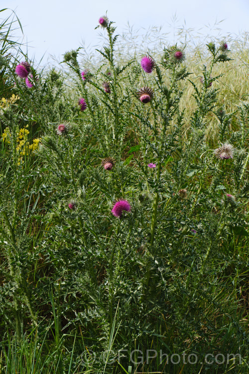 Nodding Thistle or Musk Thistle (<i>Carduus nutans</i>), a biennial thistle native to Eurasia but now a widespread weed in many temperate and subtropical areas of both hemispheres. It can grow to as much as 15m tall, is spiny all-over and the flowerheads are usually nodding, though they can be held horizontal or semi-erect. Order: Asterales, Family: Asteraceae